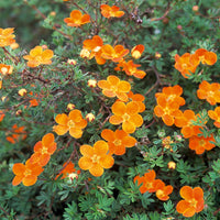 trädgårdstok 'Hopsleys Orange'