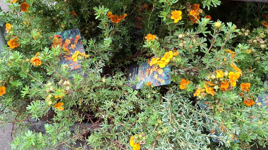 trädgårdstok 'Hopsleys Orange'