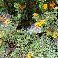 trädgårdstok 'Hopsleys Orange'
