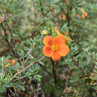 trädgårdstok 'Hopsleys Orange'