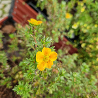 trädgårdstok 'Hopsleys Orange'