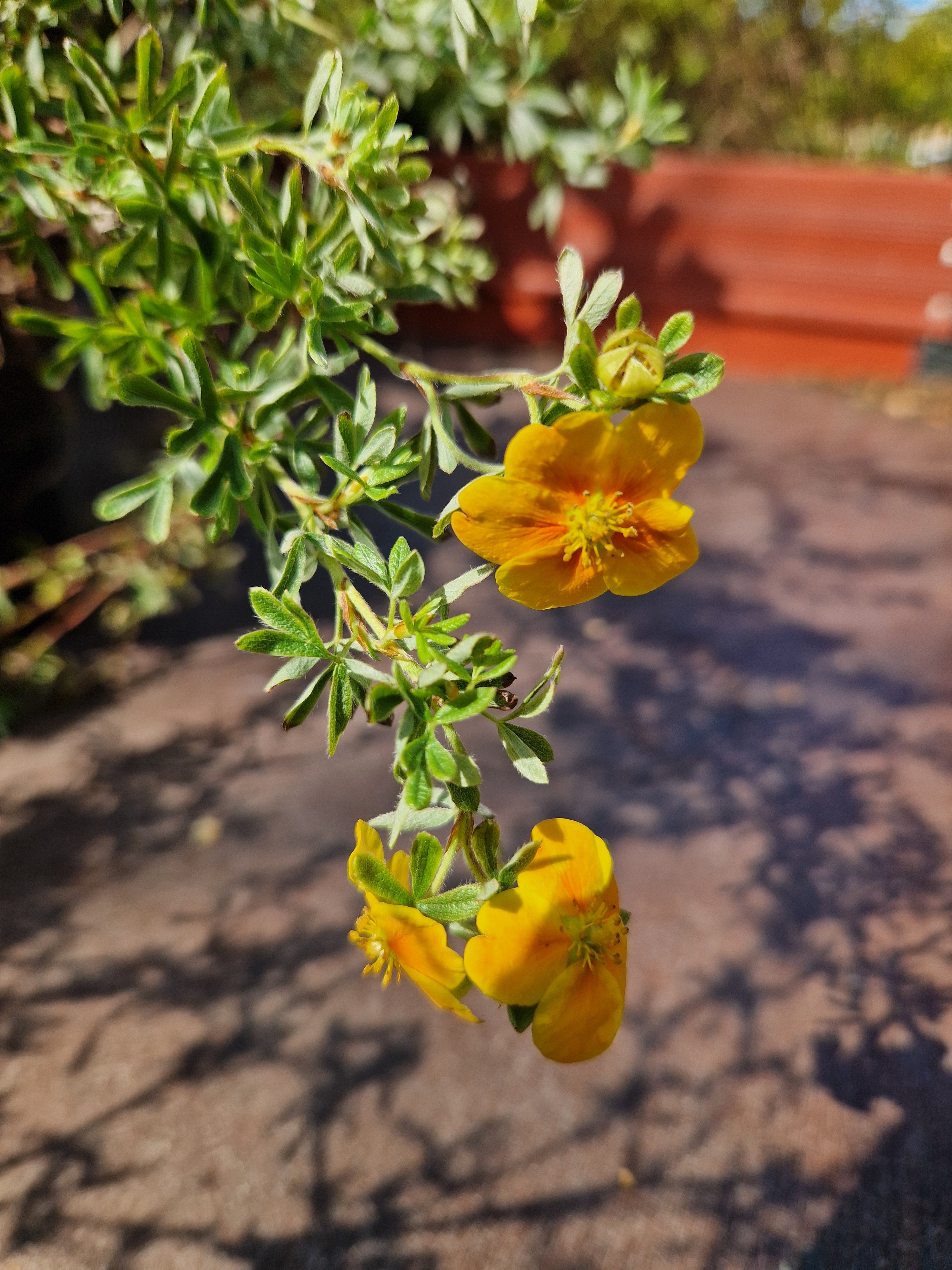 trädgårdstok 'Hopsleys Orange'