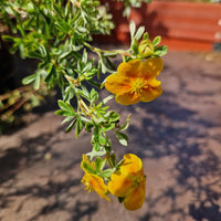 trädgårdstok 'Hopsleys Orange'