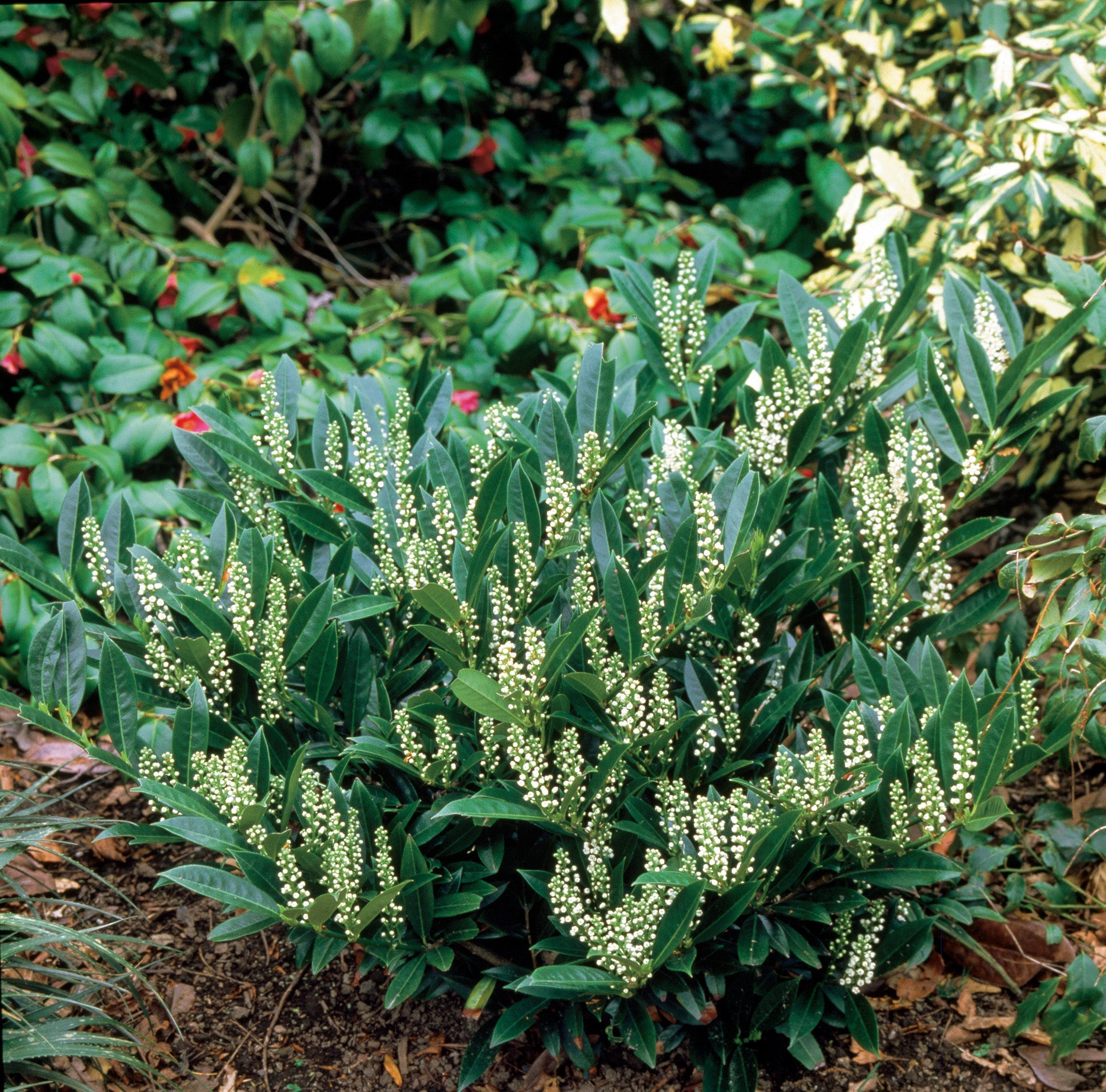 lagerhägg 'Otto Luyken'