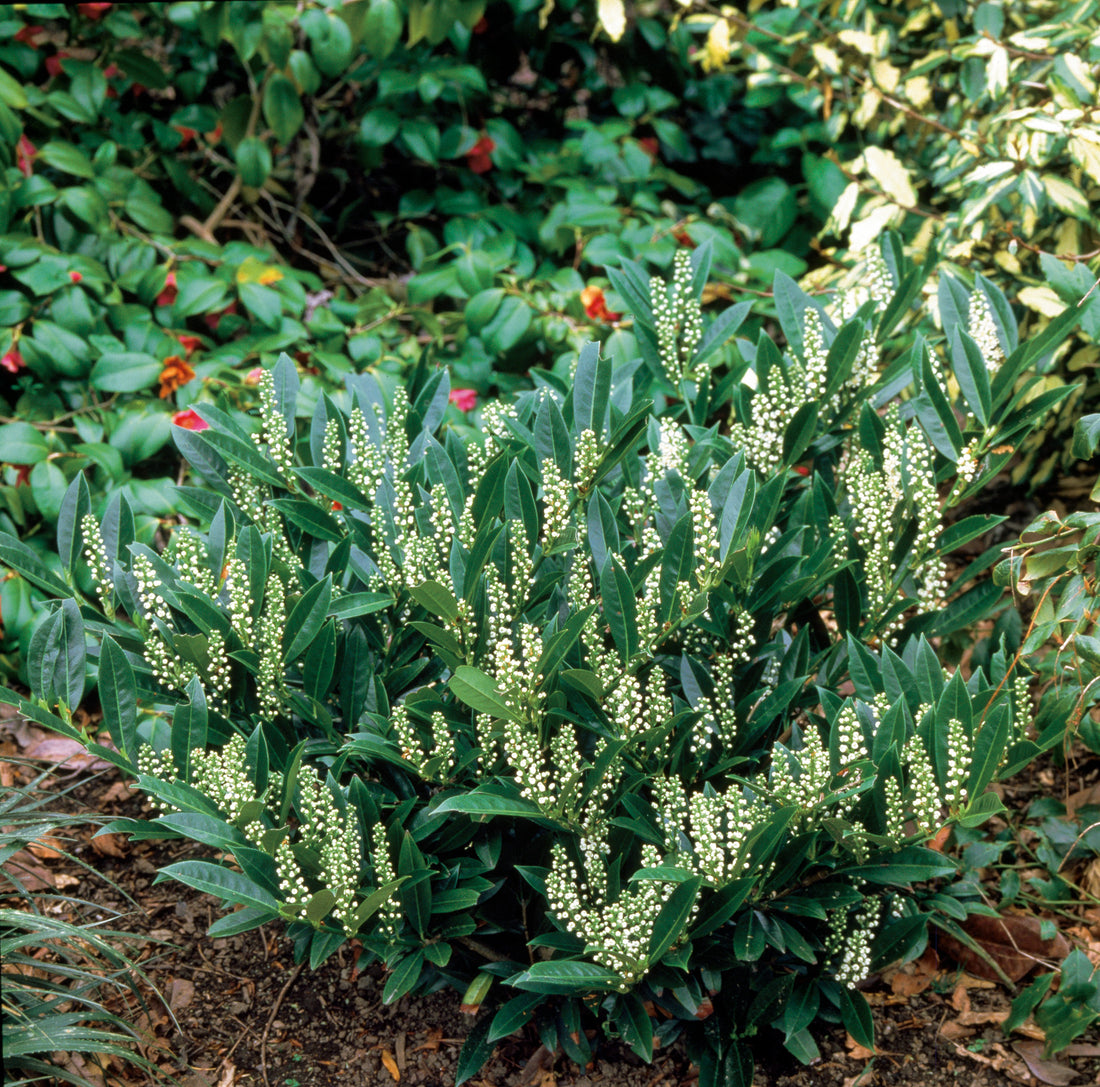 lagerhägg 'Otto Luyken'