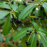 lagerhägg 'Otto Luyken'