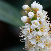 lagerhägg 'Otto Luyken'