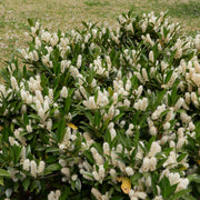 lagerhägg 'Otto Luyken'