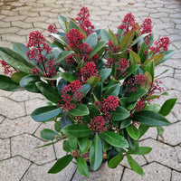 vinterbär 'Rubella'