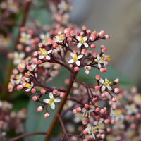 vinterbär 'Rubella'