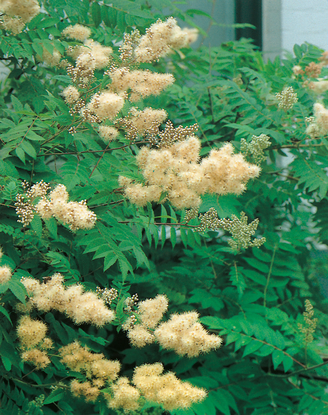 rönnspirea 'Pia' E
