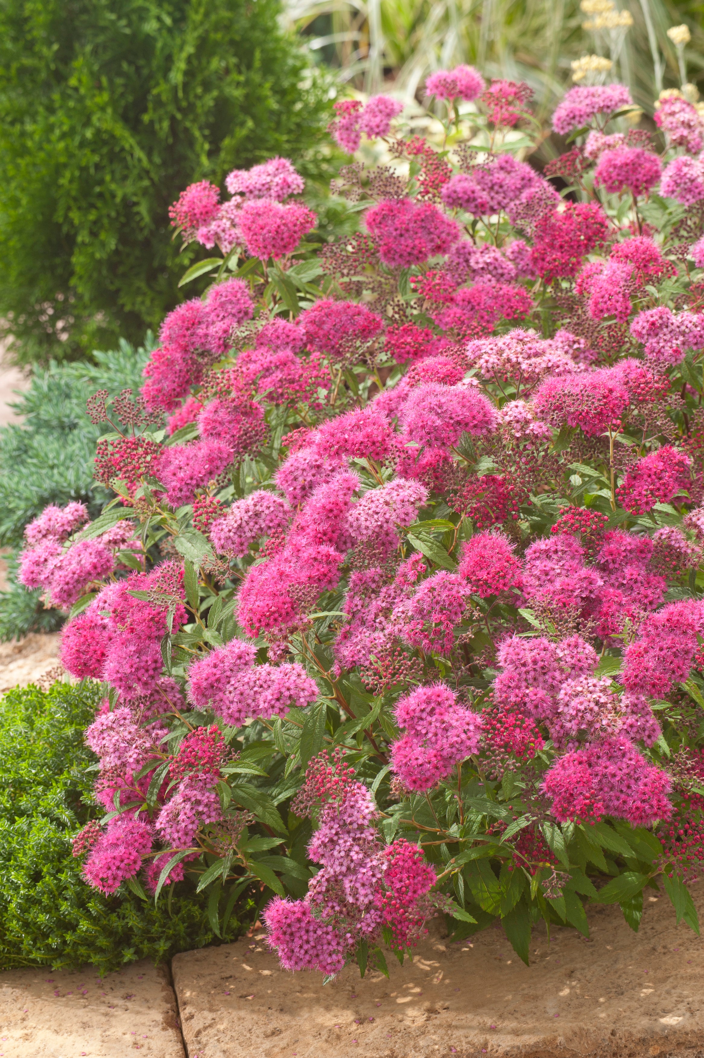 rosenspirea