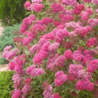 rosenspirea
