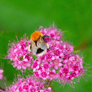 rosenspirea
