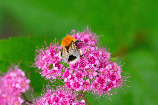 rosenspirea