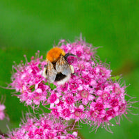 rosenspirea