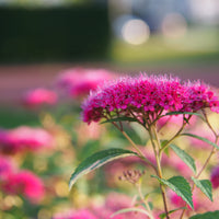 rosenspirea
