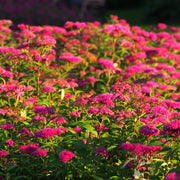 rosenspirea