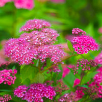 rosenspirea