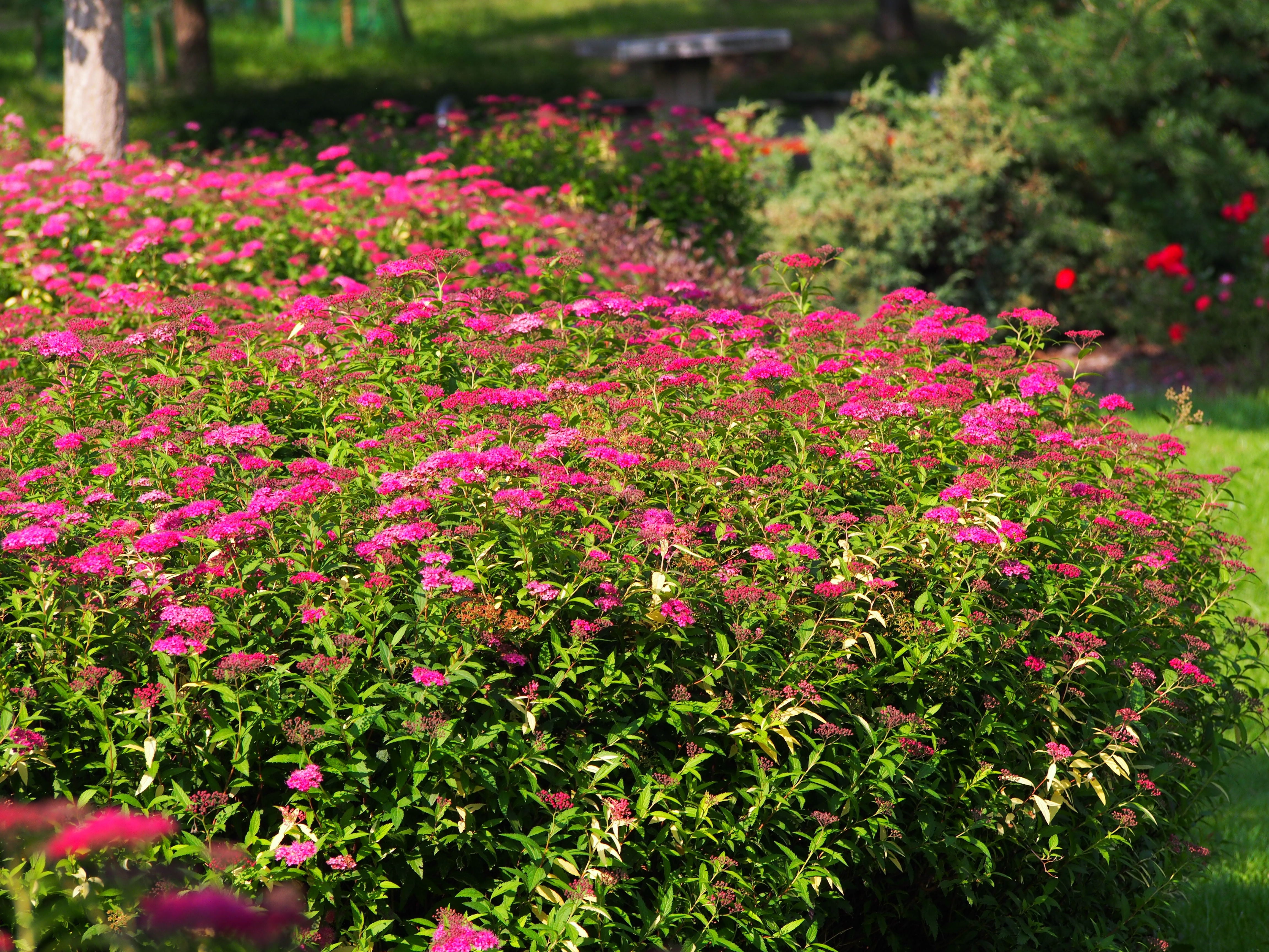 rosenspirea