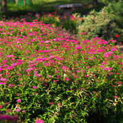 rosenspirea