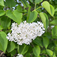 vit syren
