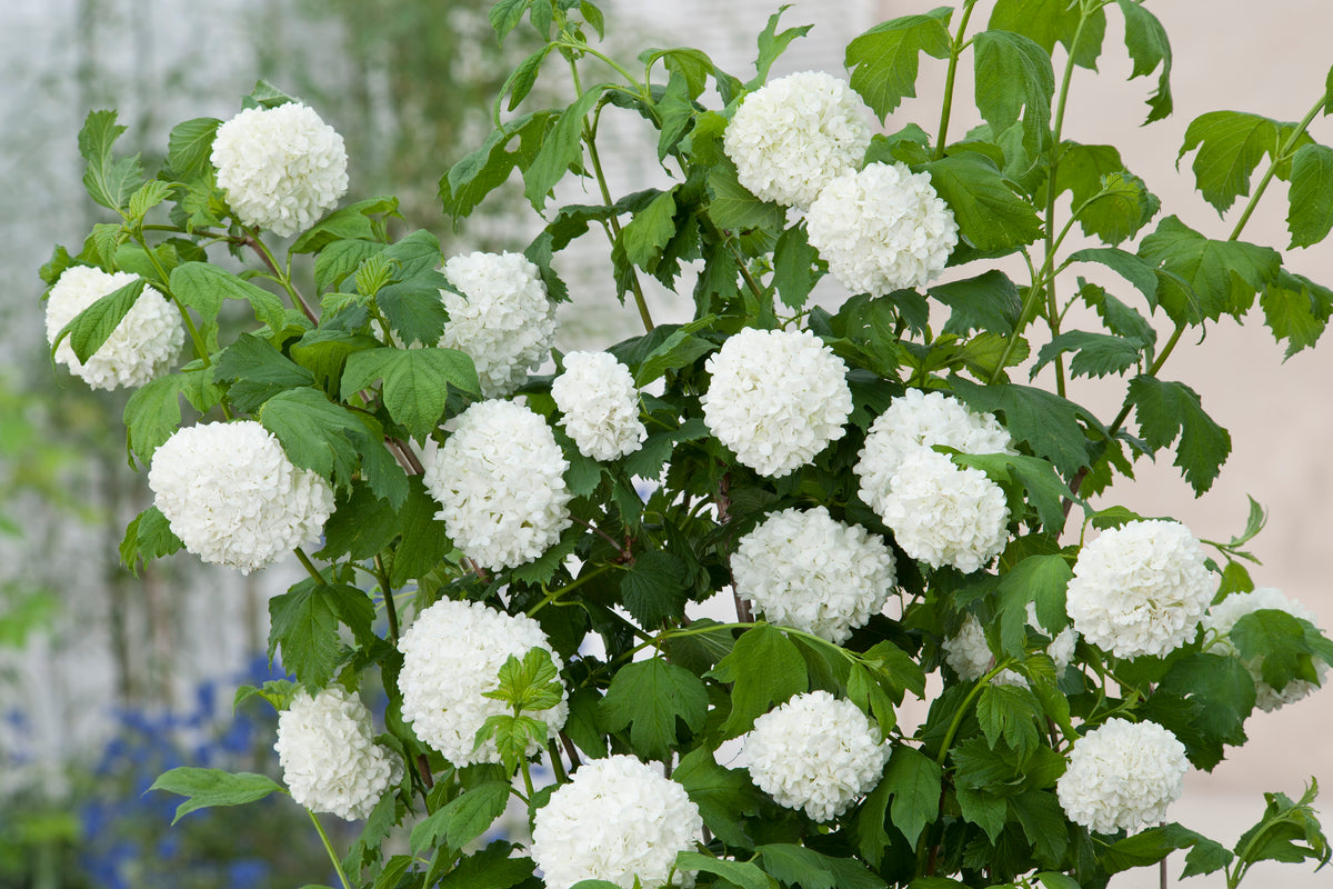 snöbollsbuske 'Roseum'