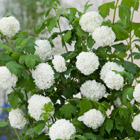 snöbollsbuske 'Roseum'