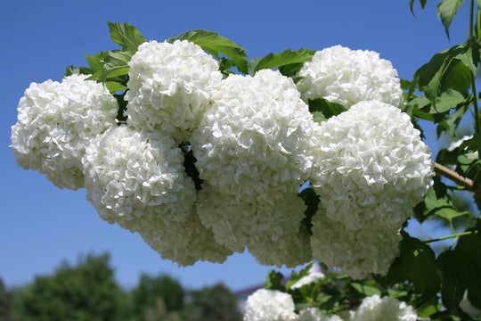 snöbollsbuske 'Roseum'