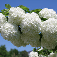 snöbollsbuske 'Roseum'
