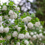 snöbollsbuske 'Roseum'
