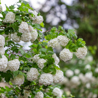 snöbollsbuske 'Roseum'