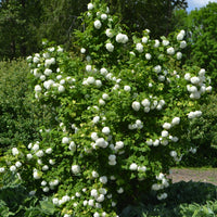 snöbollsbuske 'Roseum'