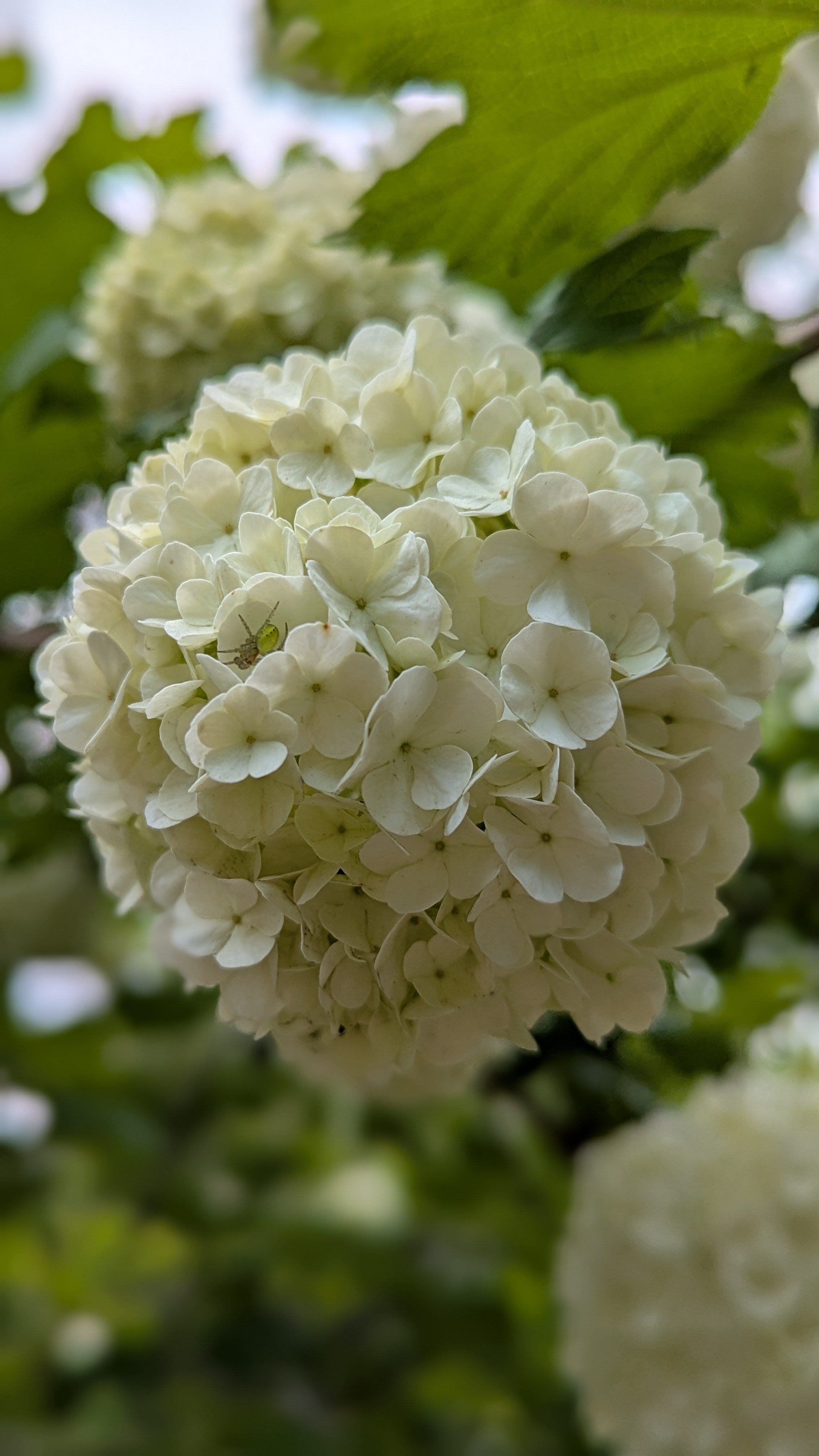 snöbollsbuske 'Roseum'