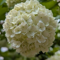 snöbollsbuske 'Roseum'