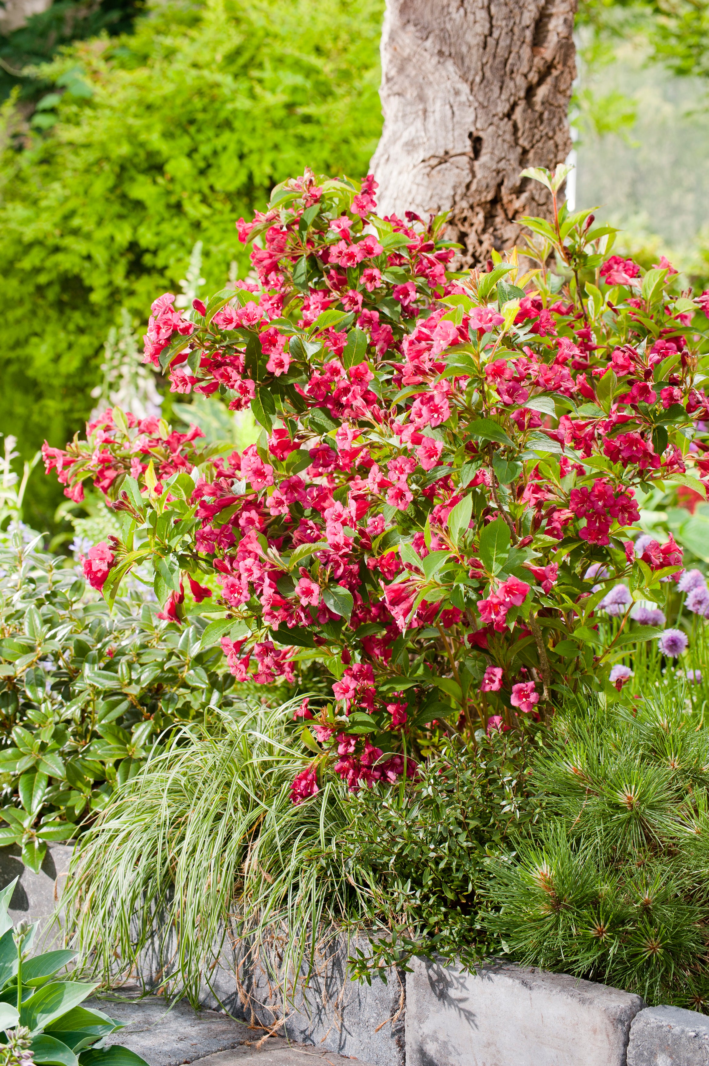 prakttry 'Bristol Ruby'