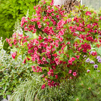 prakttry 'Bristol Ruby'