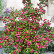 prakttry 'Bristol Ruby'