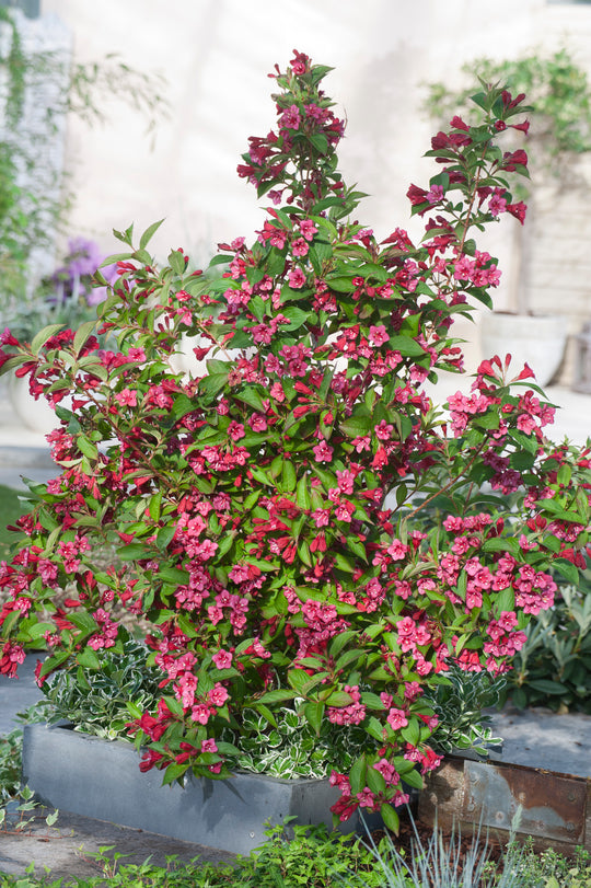 prakttry 'Bristol Ruby'