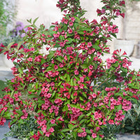 prakttry 'Bristol Ruby'
