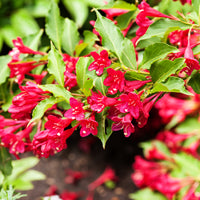 prakttry 'Bristol Ruby'