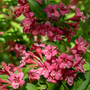 prakttry 'Bristol Ruby'