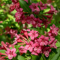 prakttry 'Bristol Ruby'