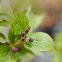prakttry 'Bristol Ruby'