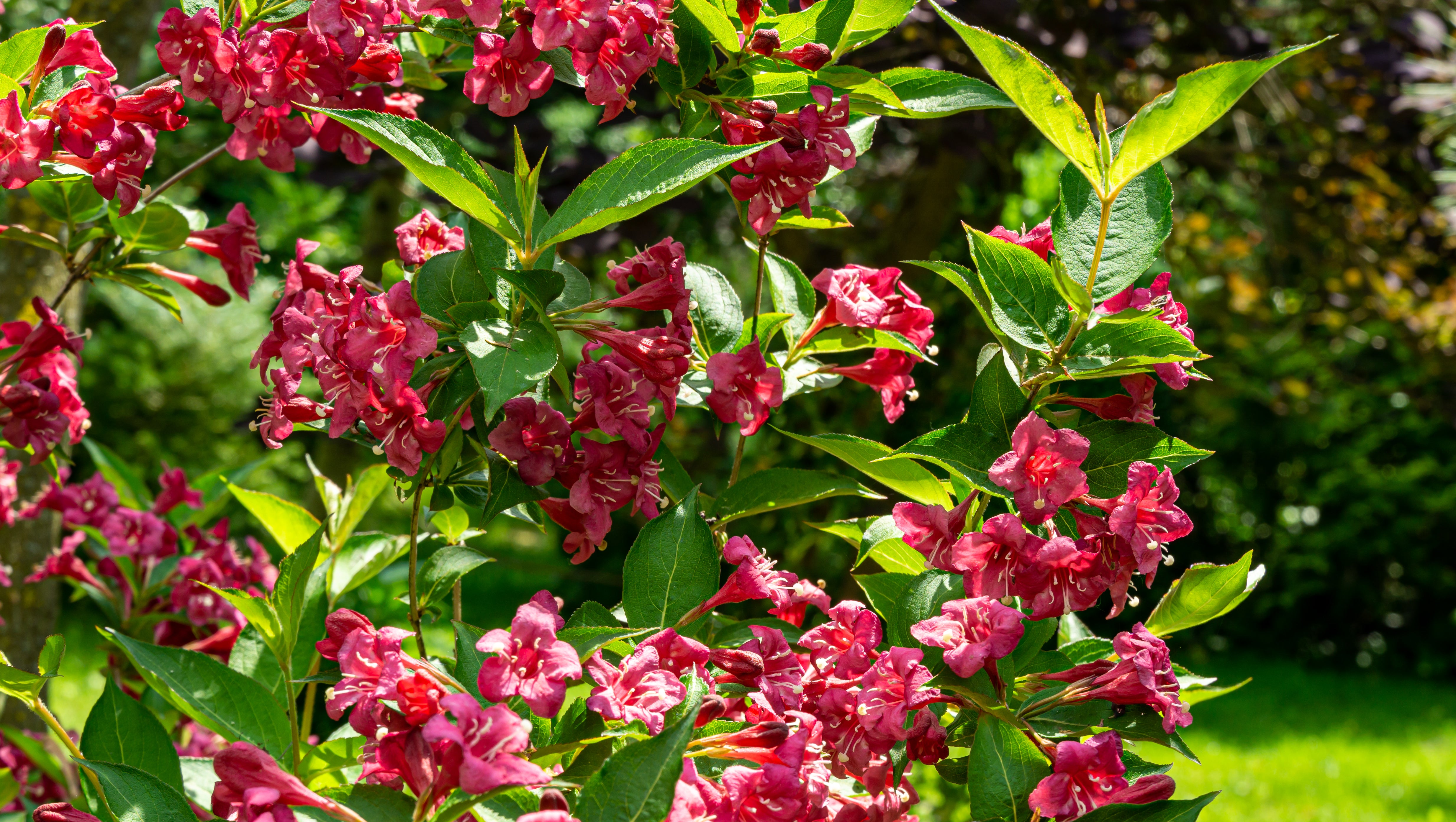 prakttry 'Bristol Ruby'