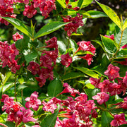 prakttry 'Bristol Ruby'