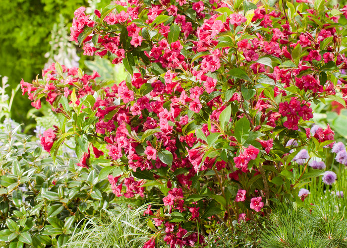 Weigela 'Bristol Ruby'