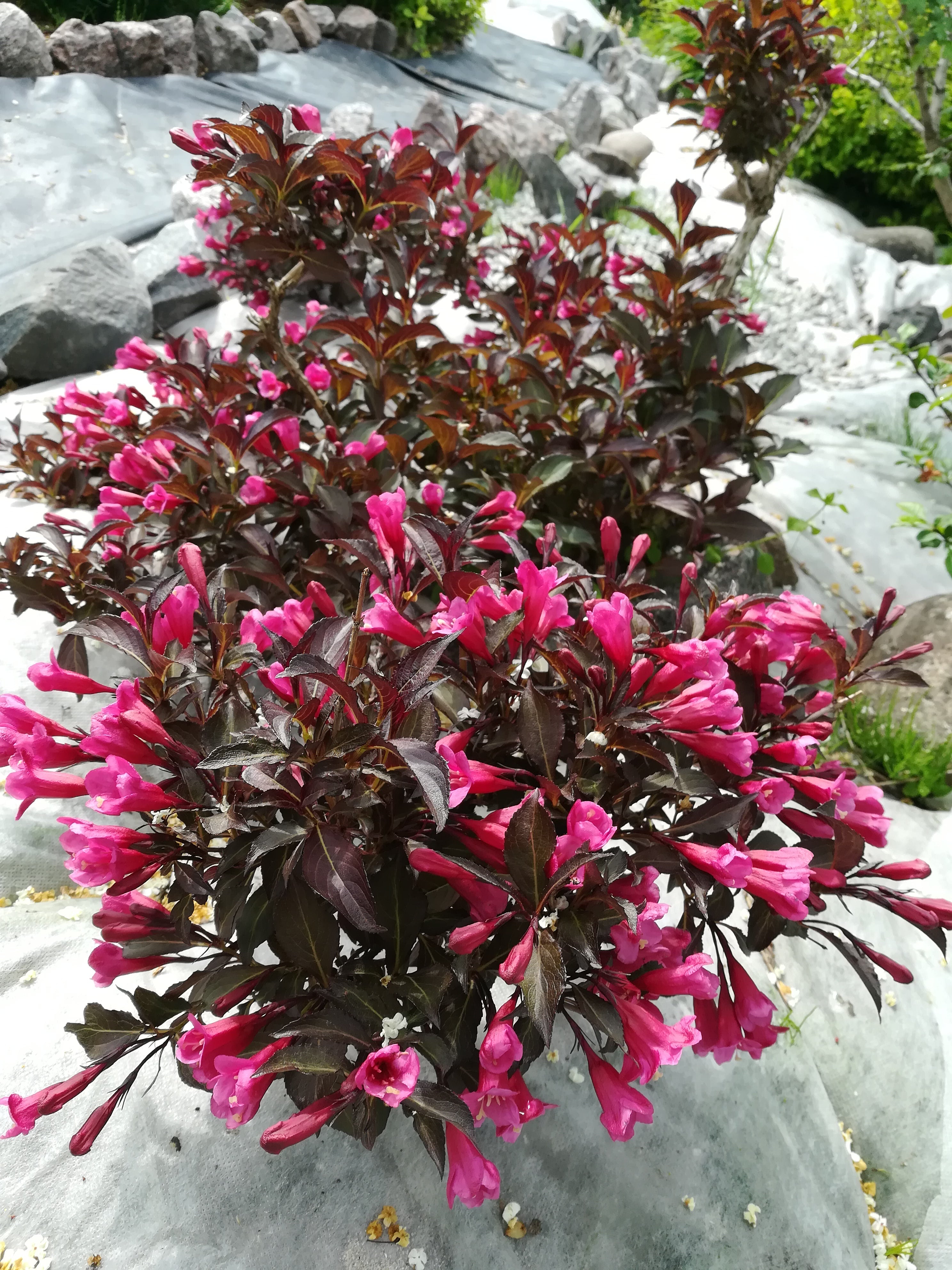 rosenprakttry 'Alexandra'