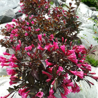 rosenprakttry 'Alexandra'