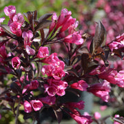 rosenprakttry 'Alexandra'